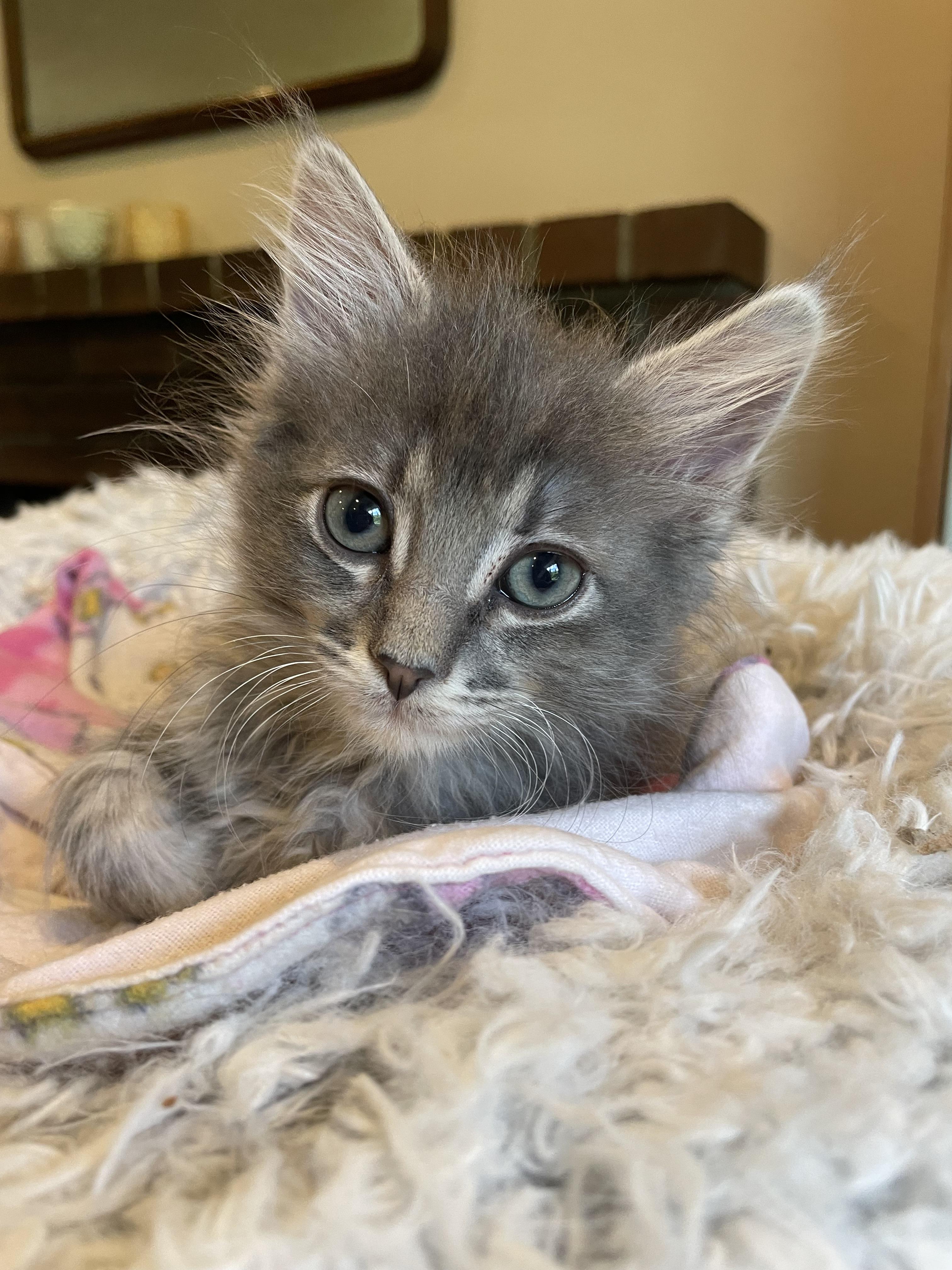 Enlarge Cyrus & Helios, an adopted Domestic Short Hair in Lynnwood, WA image 4/5