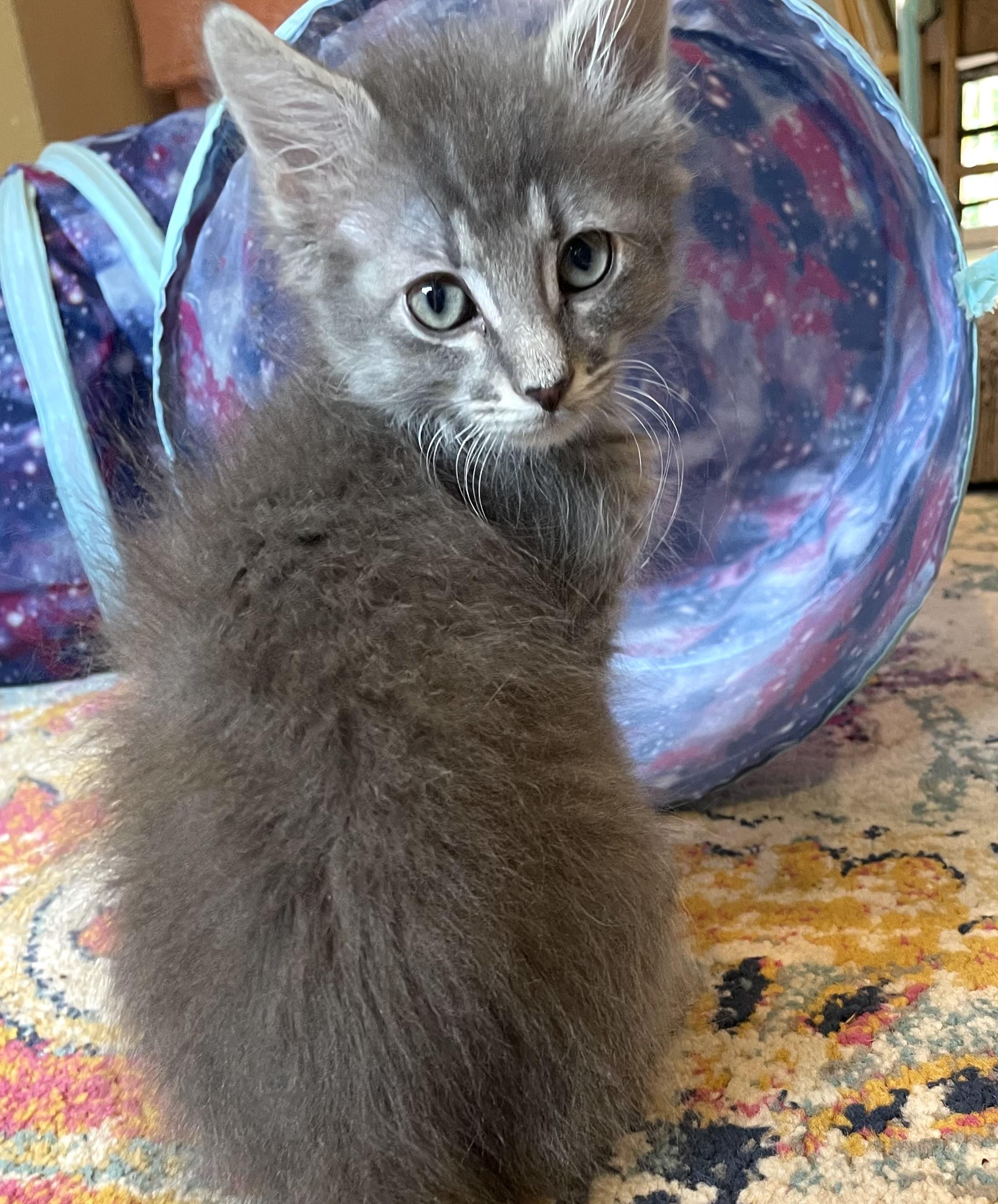 Enlarge Cyrus & Helios, an adopted Domestic Short Hair in Lynnwood, WA image 5/5