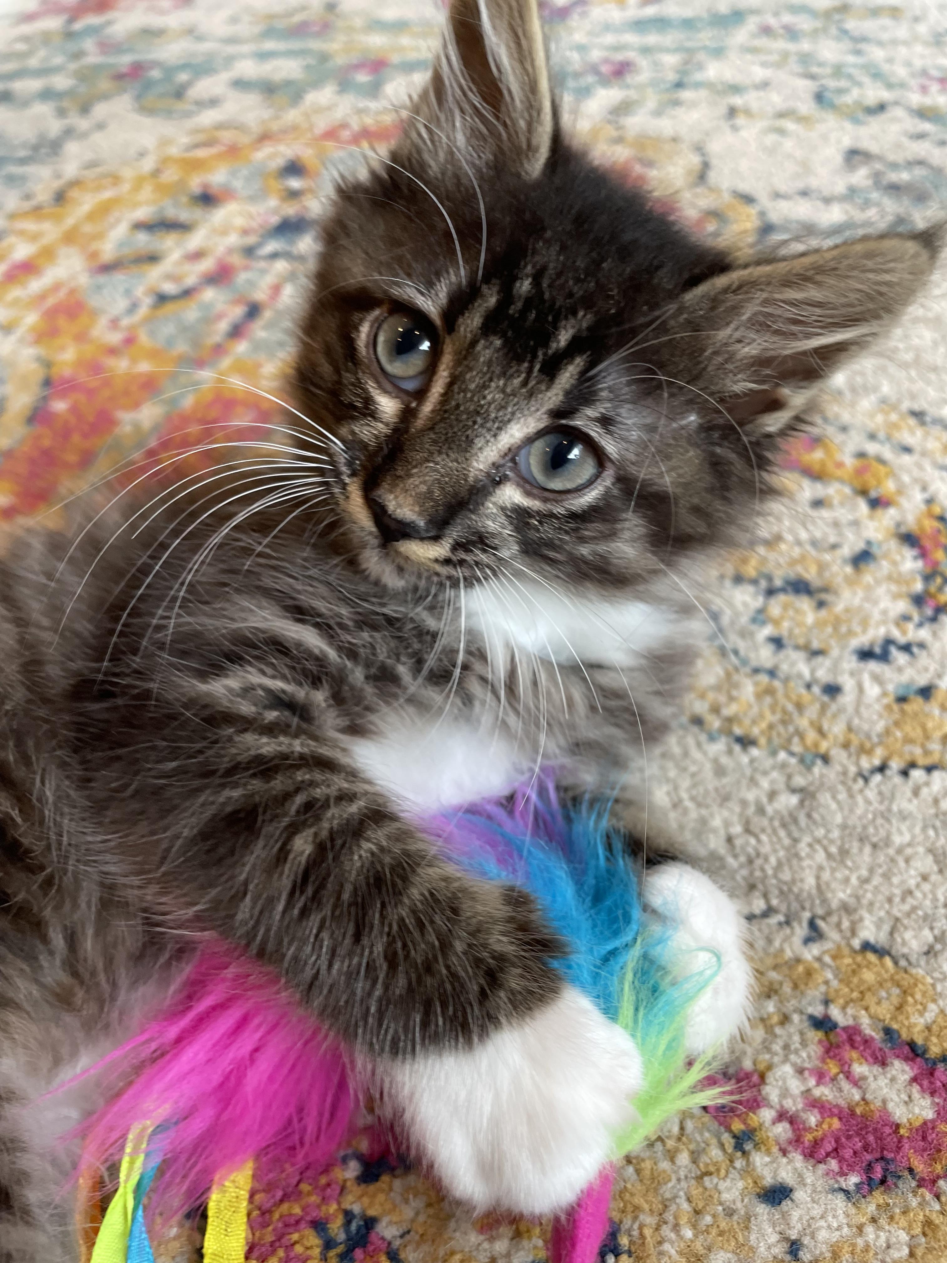 Enlarge Cyrus & Helios, an adopted Domestic Short Hair in Lynnwood, WA image 2/5