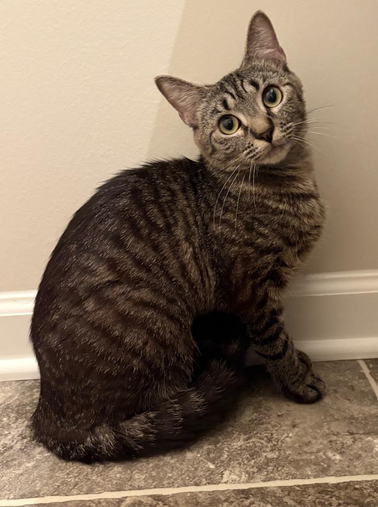 *Mistral, a Adoptable mixed breed in Newnan, GA image 1/3