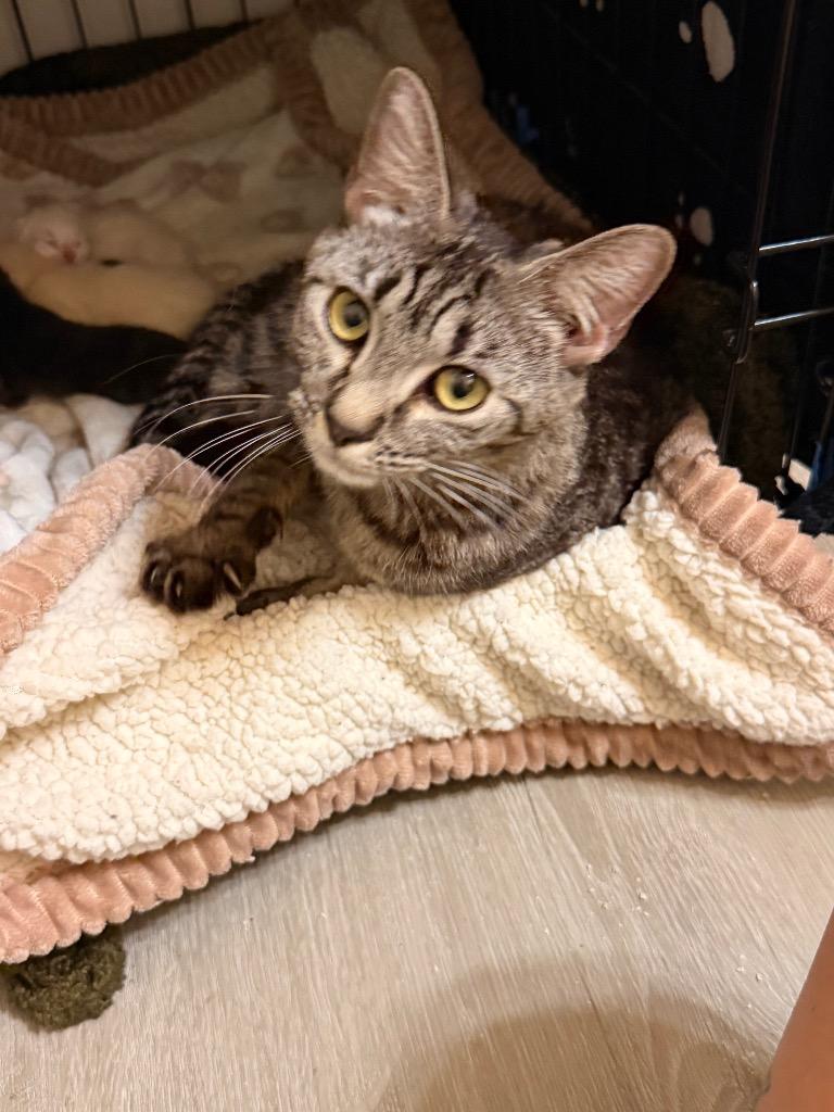 *Mistral, Adoptable, Kitten Female Domestic Short Hair.
