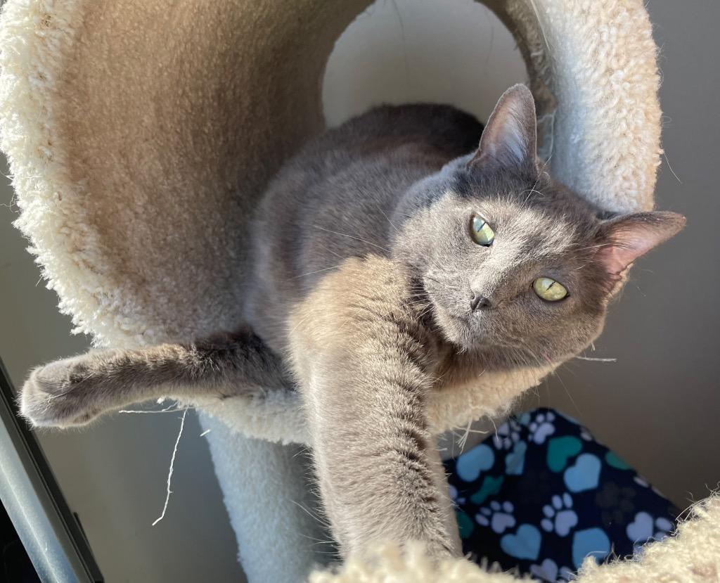 Yuumi, Adoptable, Adult Female Domestic Short Hair.