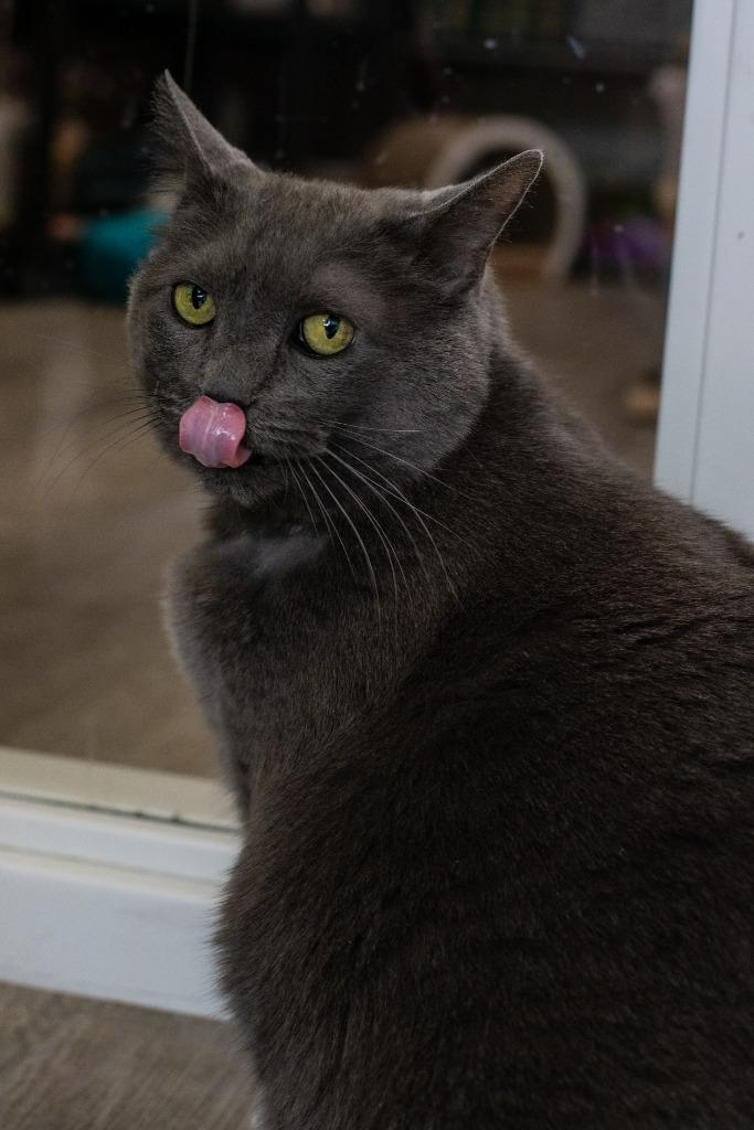 Yuumi, Adoptable, Adult Female Domestic Short Hair.