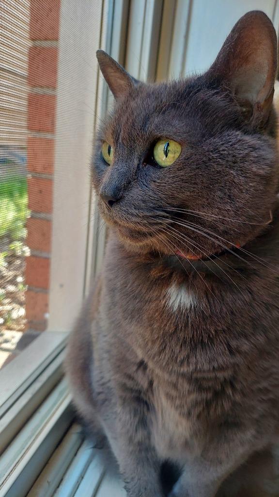 Yuumi, a Adoptable mixed breed in Minneapolis, MN image 2/6