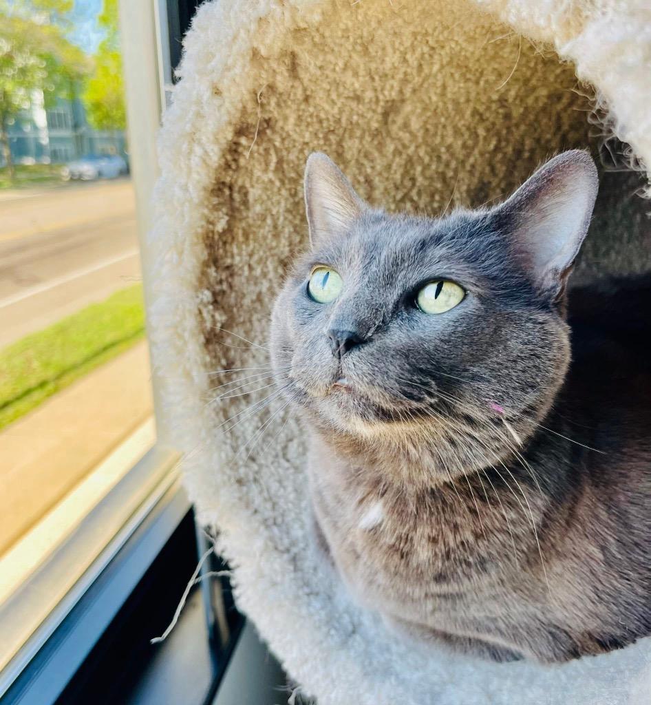 Enlarge Yuumi, a Adoptable mixed breed in Minneapolis, MN image 3/6