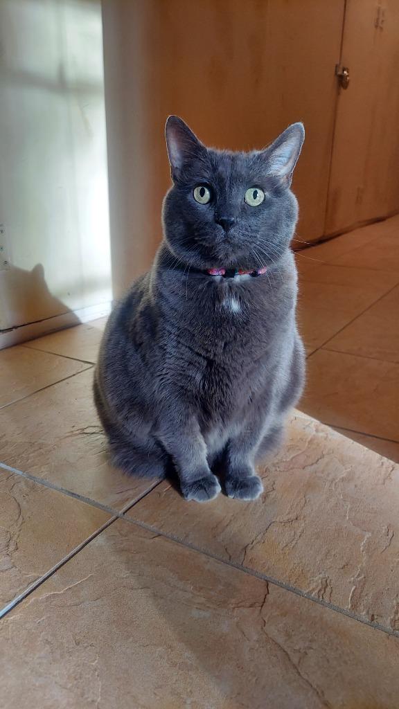 Enlarge Yuumi, a Adoptable mixed breed in Minneapolis, MN image 5/6