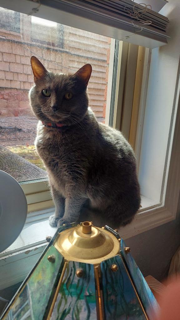 Yuumi, a Adoptable mixed breed in Minneapolis, MN image 5/6