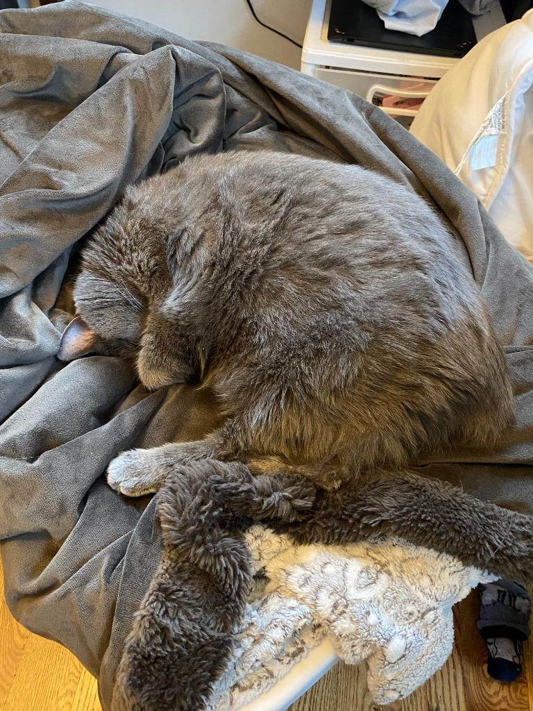 Yuumi, a Adoptable mixed breed in Minneapolis, MN image 6/6