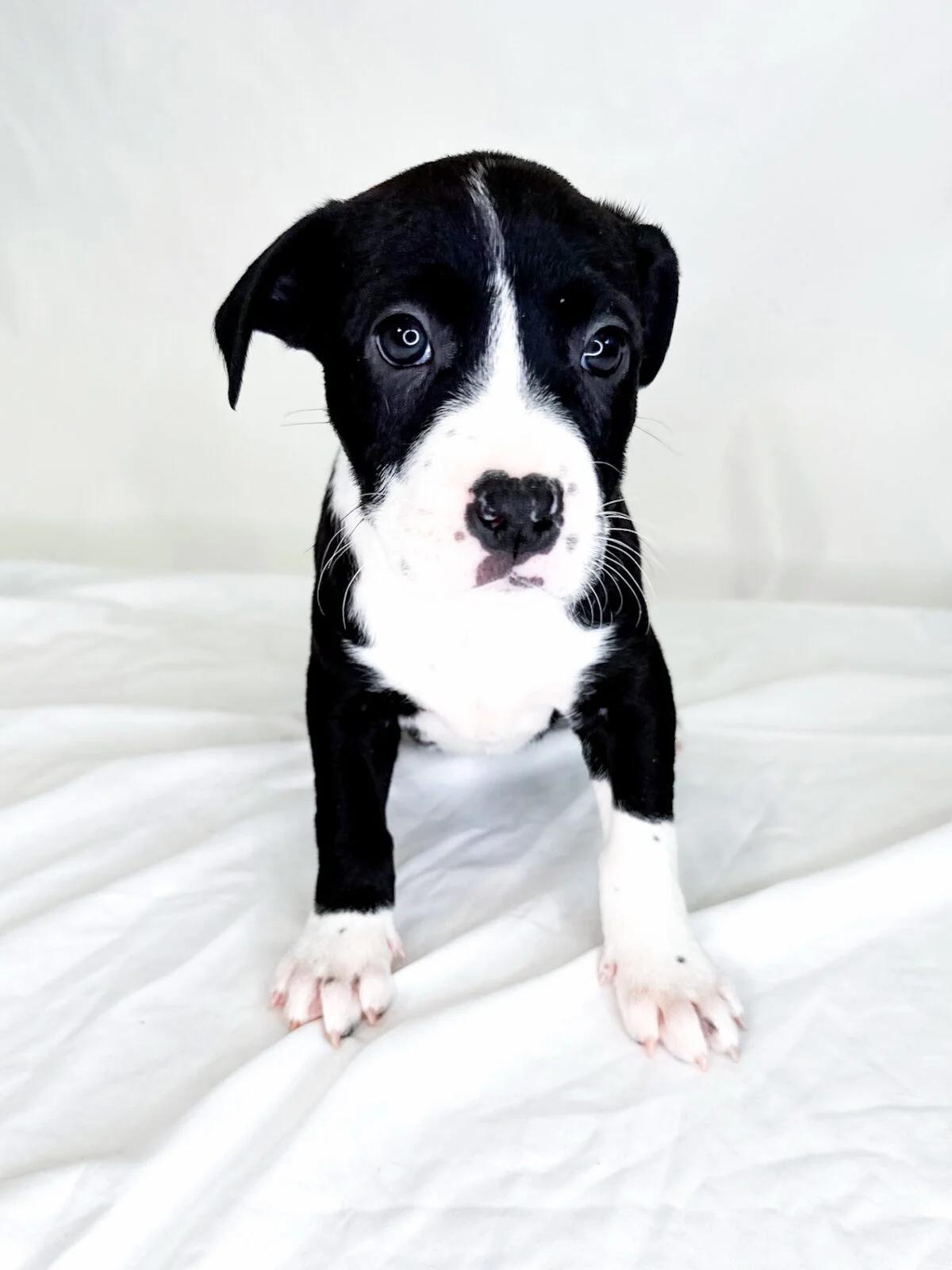 Cake Batter, a ADOPTABLE mixed breed in Bixby, OK image 3/4
