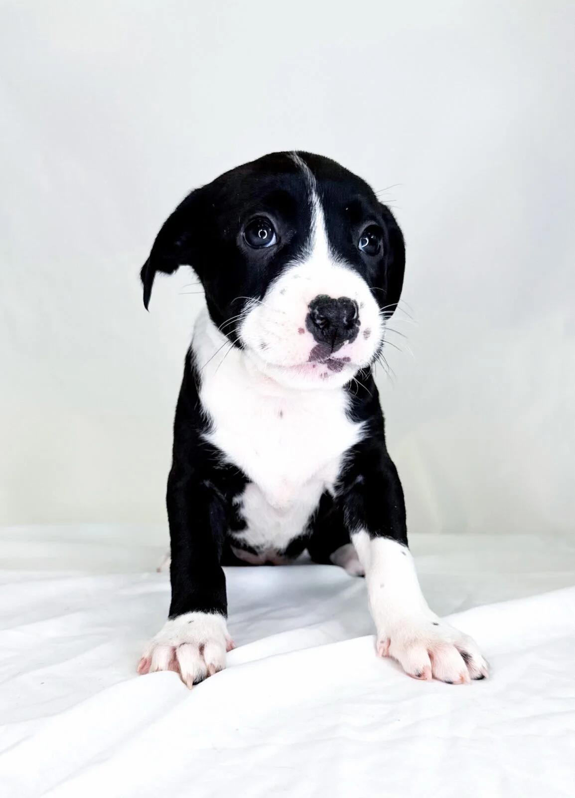 Cake Batter, a ADOPTABLE mixed breed in Bixby, OK image 4/4