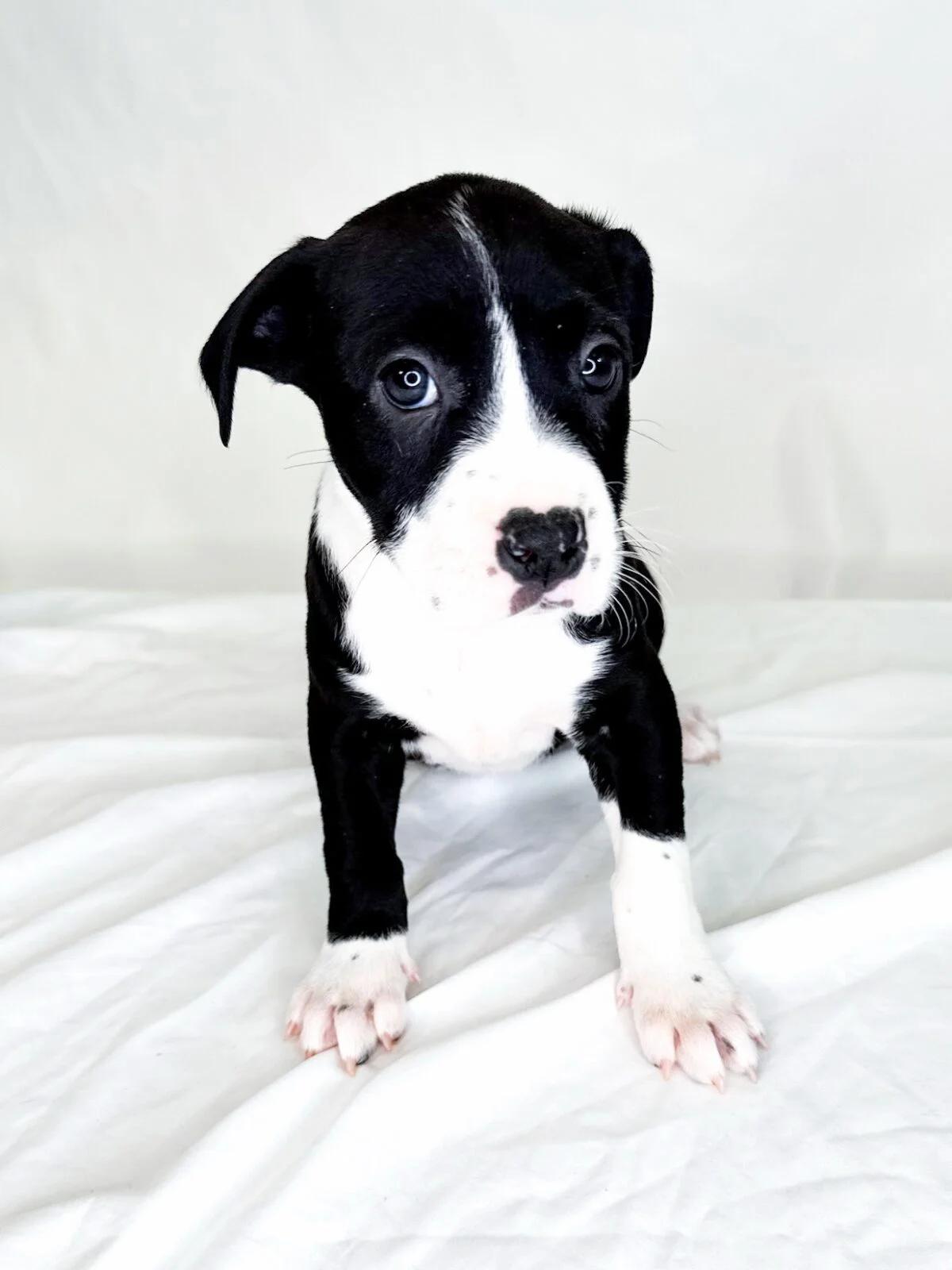 Cake Batter, ADOPTABLE, Puppy Female Labrador Retriever & Pit Bull Terrier.