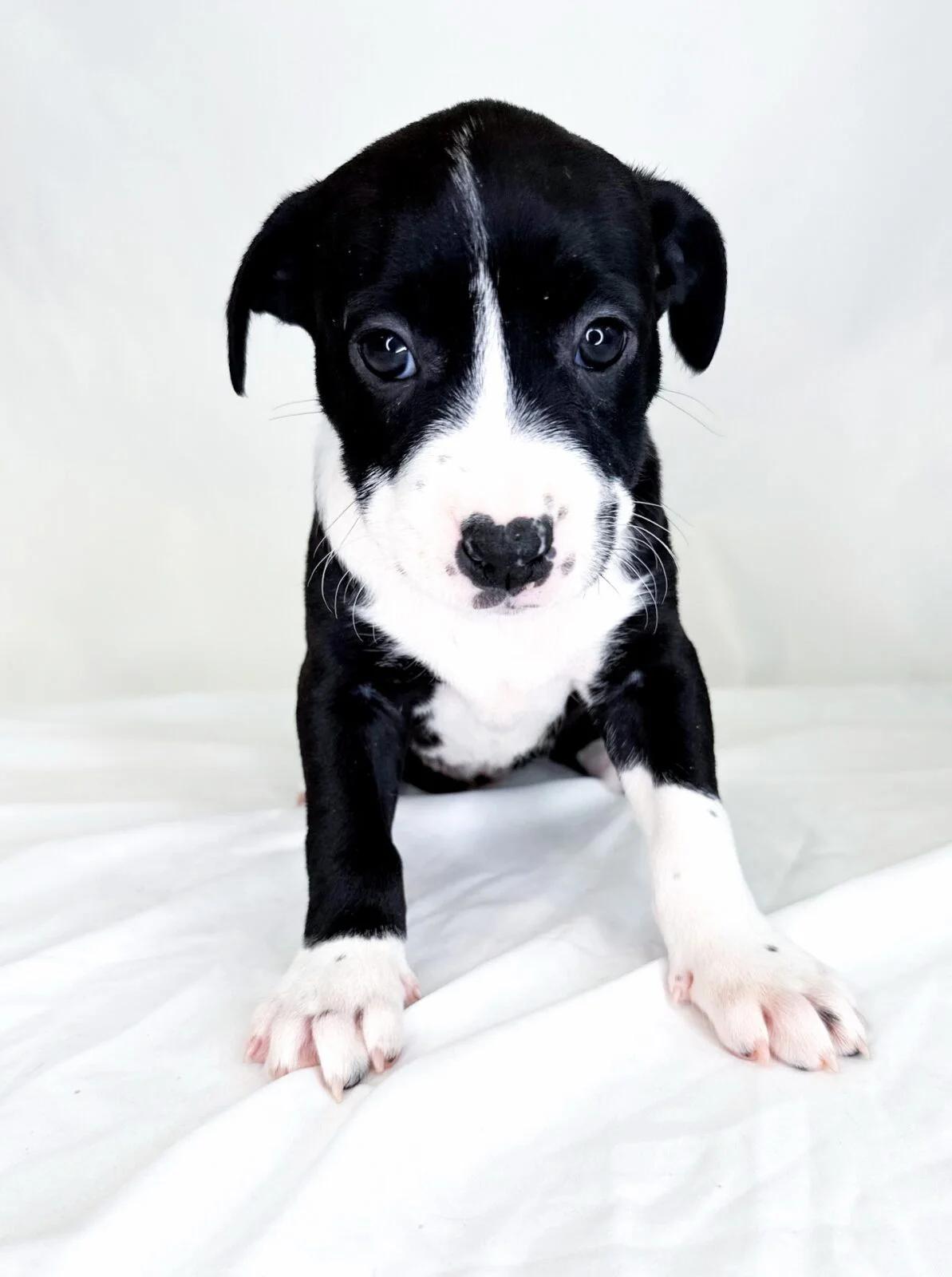 Cake Batter, a ADOPTABLE mixed breed in Bixby, OK image 2/4