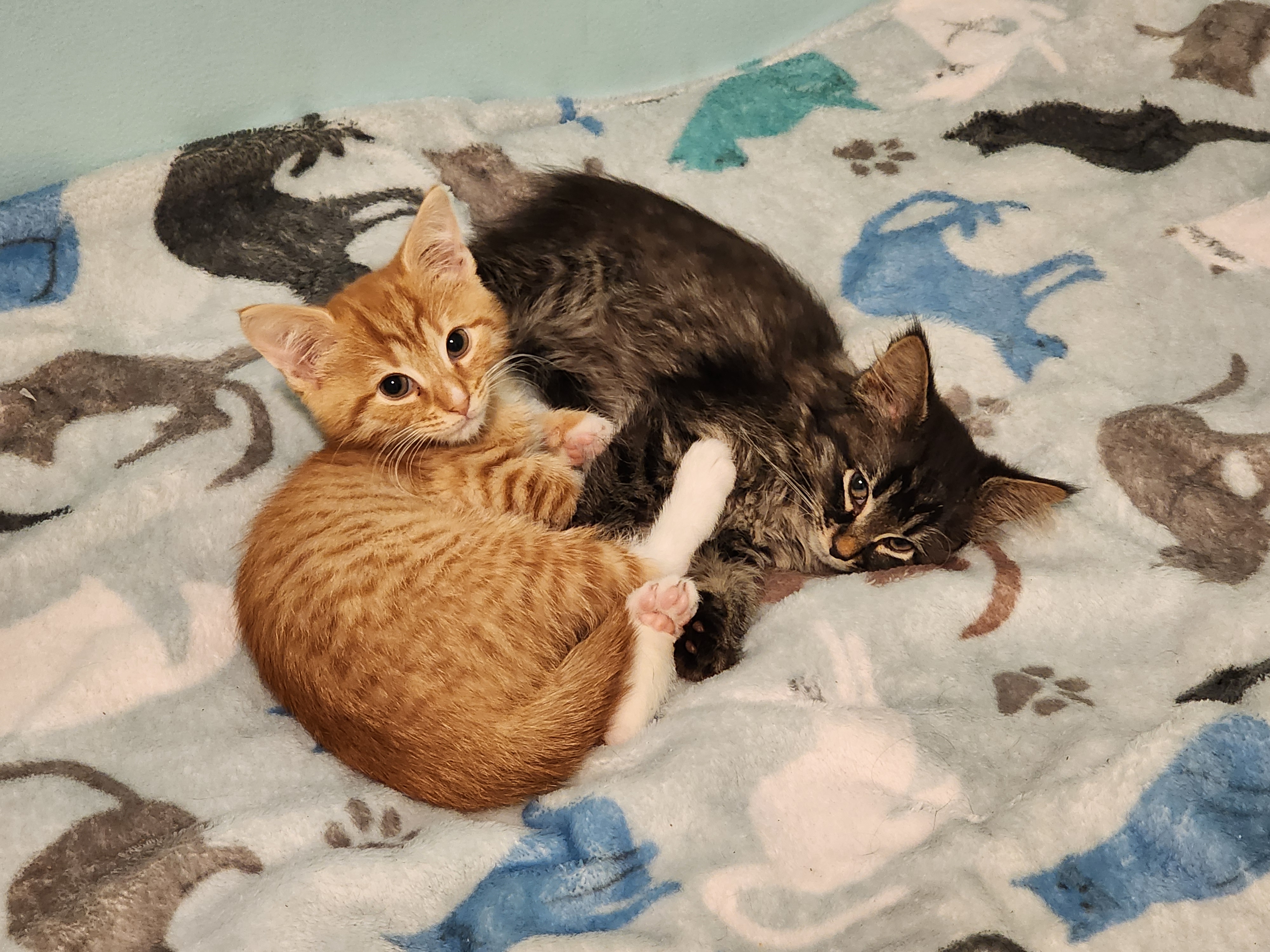 Cowboy and Raven, Adopted, Kitten Male Tabby.