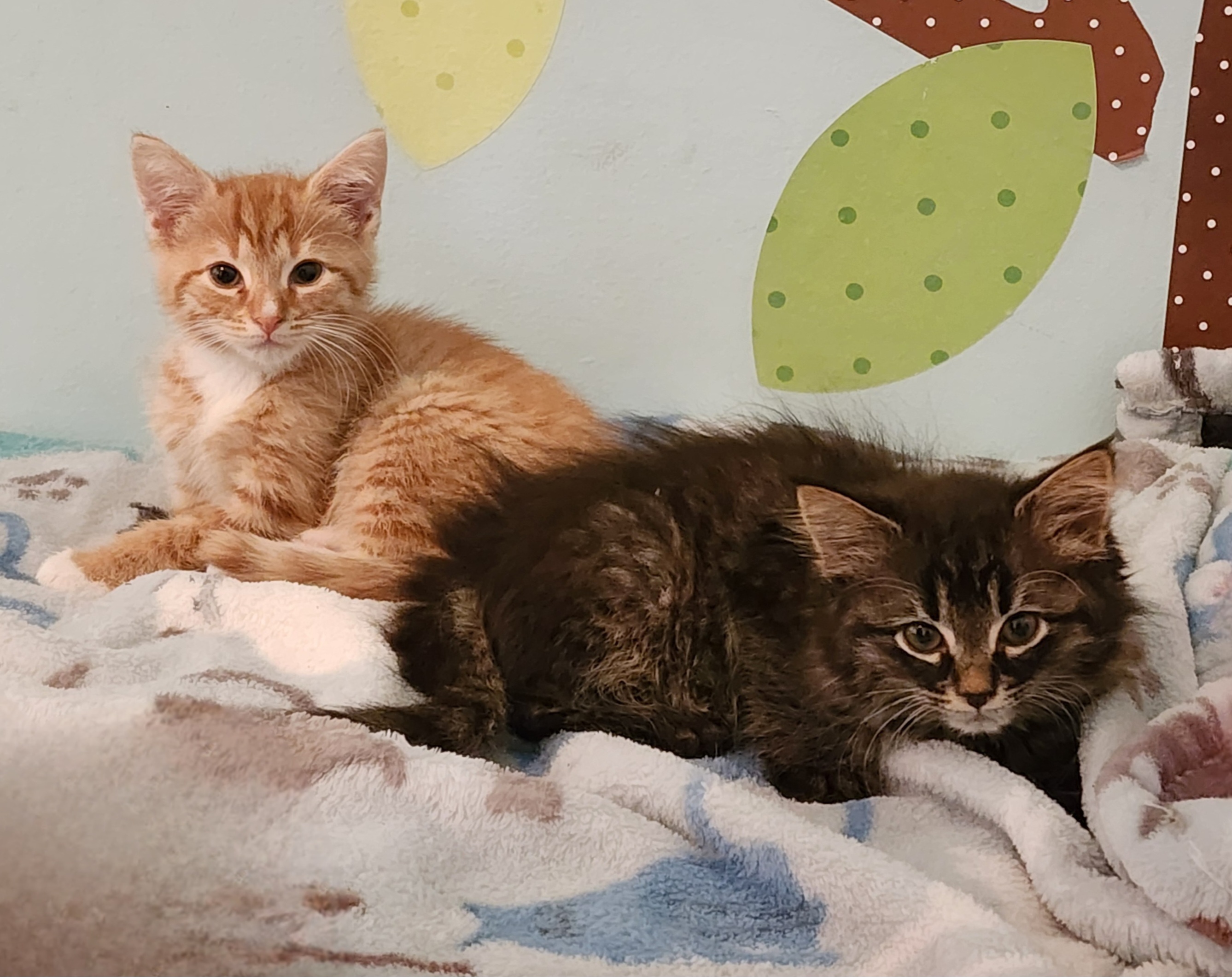 Cowboy and Raven, a Adopted Tabby in Logansport, IN image 2/2