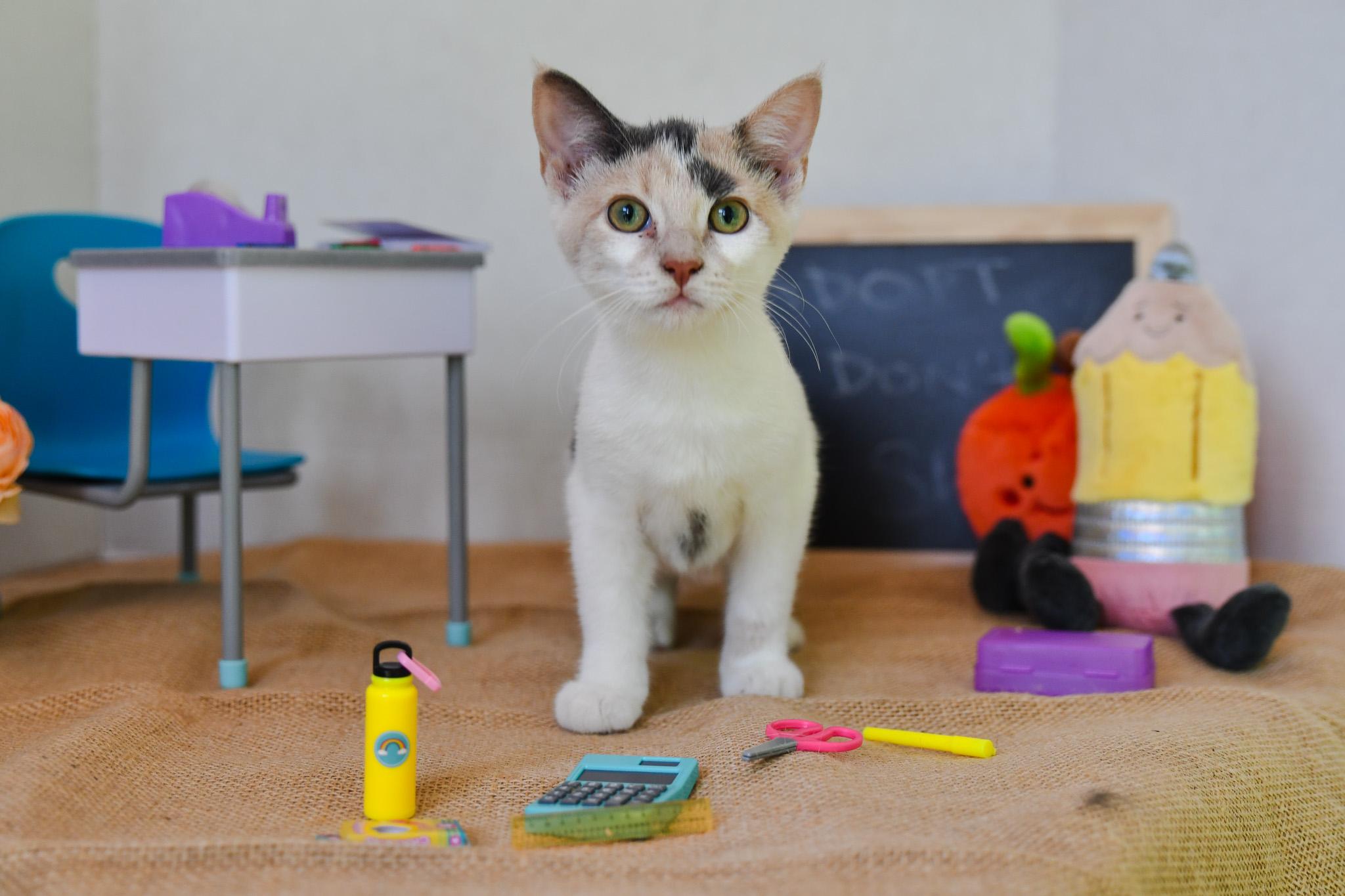 Emerald, Adopted, Young Female Domestic Short Hair.