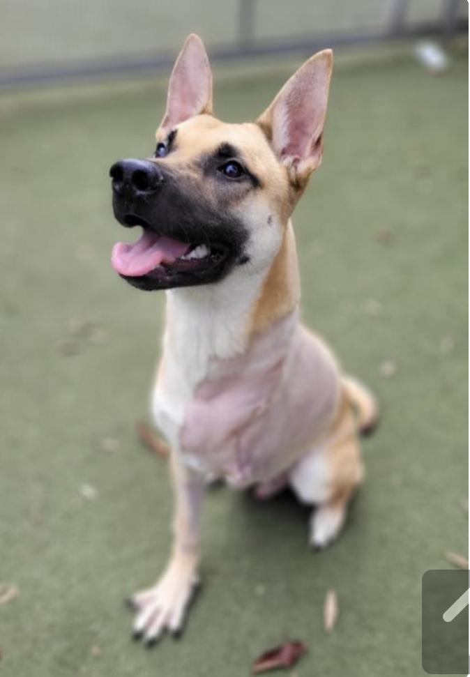 Jacob (now Jake), Adoptable, Young Male German Shepherd Dog.