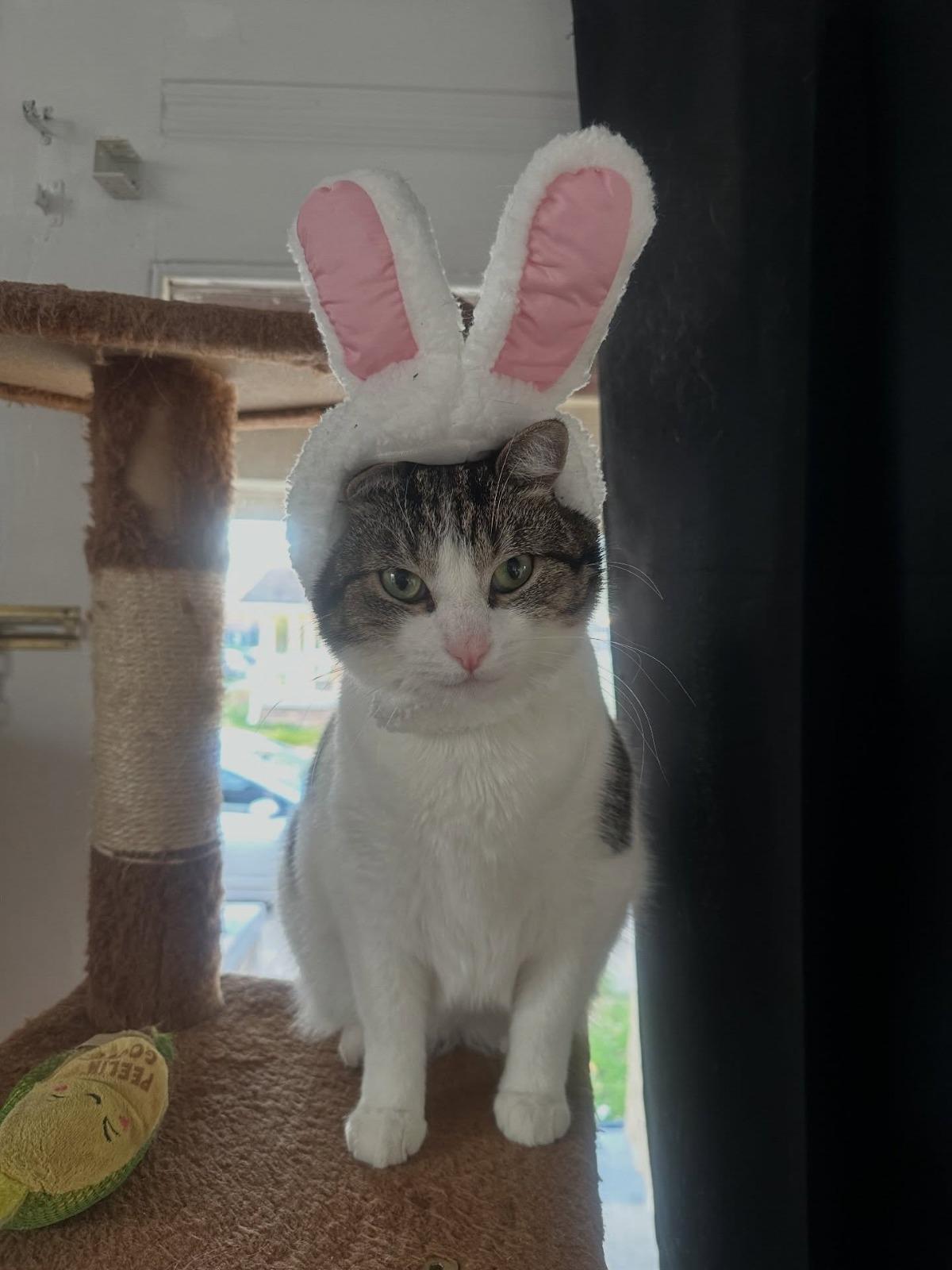 Maizy, Adoptable, Young Female Domestic Short Hair.