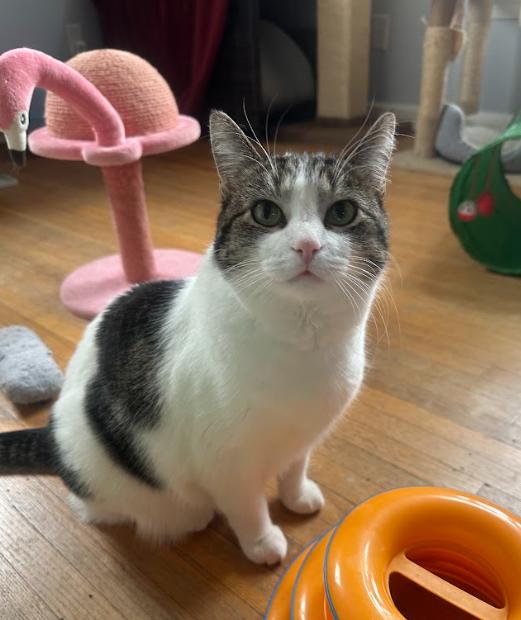 Maizy, Adoptable, Young Female Domestic Short Hair.