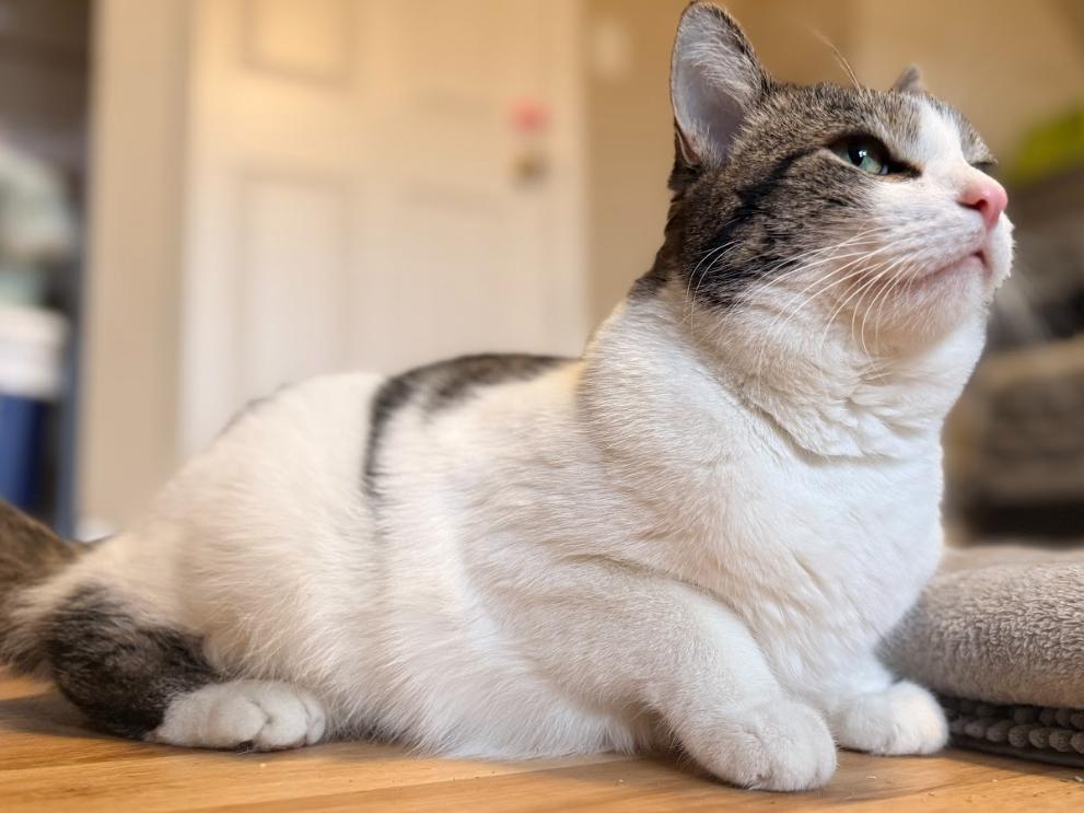 Enlarge Maizy, a Adoptable Domestic Short Hair in Indianapolis, IN image 5/5