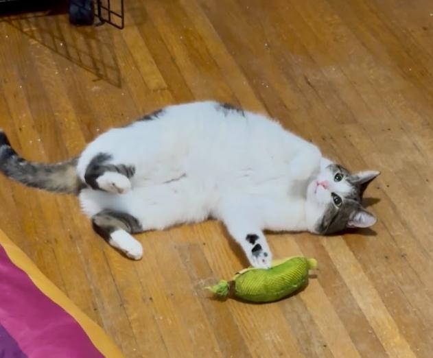 Enlarge Maizy, a Adoptable Domestic Short Hair in Indianapolis, IN image 4/5