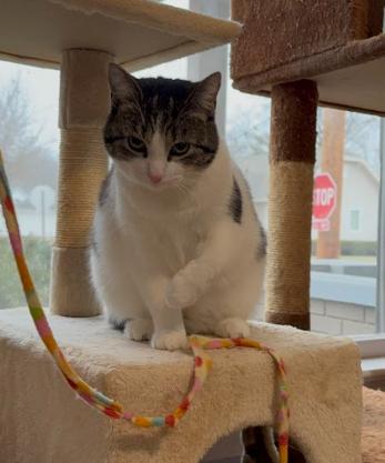 Enlarge Maizy, a Adoptable Domestic Short Hair in Indianapolis, IN image 3/5