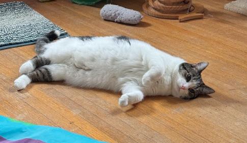 Enlarge Maizy, a Adoptable Domestic Short Hair in Indianapolis, IN image 2/5