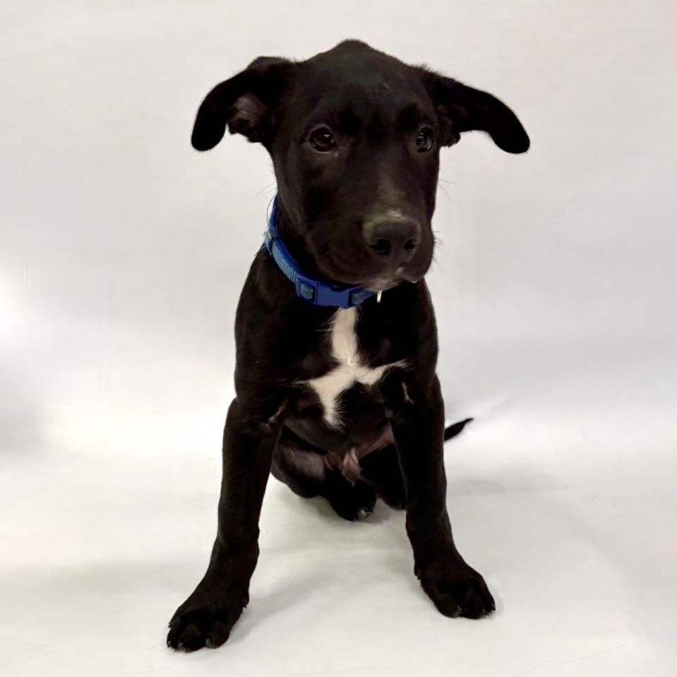 Woody, Adoptable, Puppy Male Black Labrador Retriever & German Shepherd Dog.
