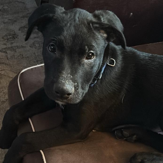 Enlarge Woody, a Adoptable mixed breed in Fulton, MO image 2/2