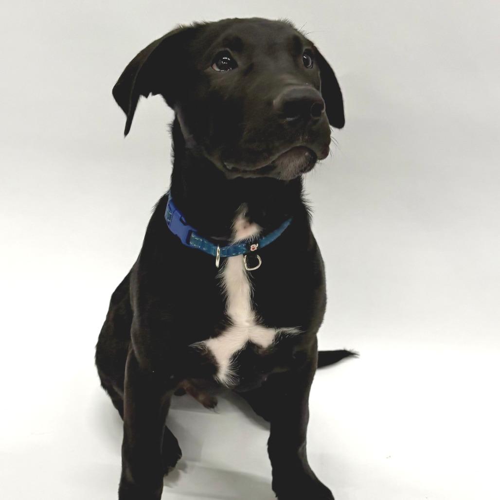 Enlarge Woody, a Adoptable mixed breed in Fulton, MO image 3/4