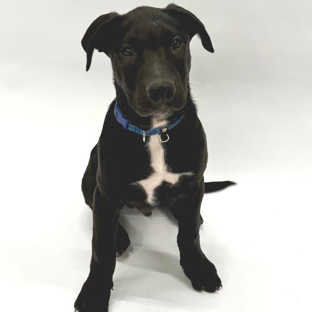 Enlarge Woody, a Adoptable mixed breed in Fulton, MO image 4/4