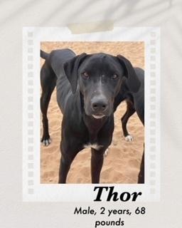 Enlarge Thor, a Adoptable mixed breed in Puerto Penasco, SON image 1/2