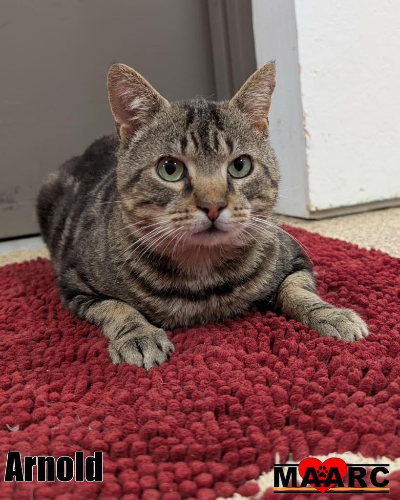 Enlarge Arnold, a Adoptable mixed breed in Maryville, TN image 1/2