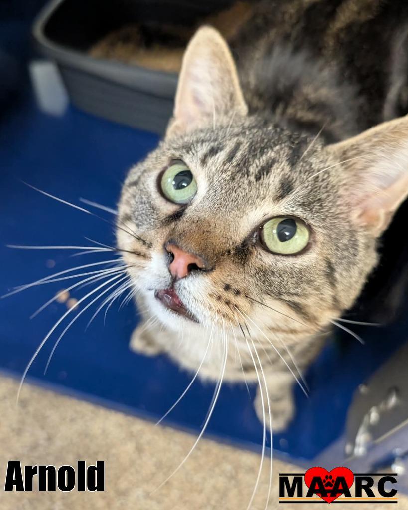 Enlarge Arnold, a Adoptable mixed breed in Maryville, TN image 2/2