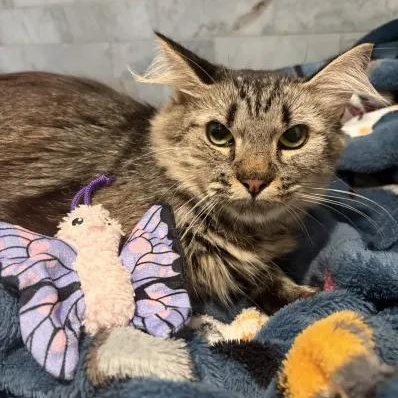 Enlarge Artemis, a Adoptable mixed breed in Pearland, TX image 5/6