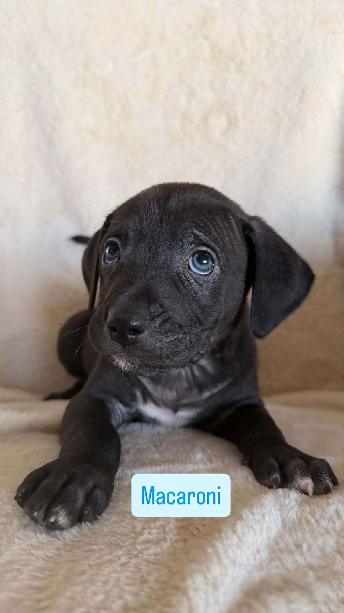 Macaroni, a ADOPTABLE Pit Bull Terrier in Wichita Falls, TX image 2/3