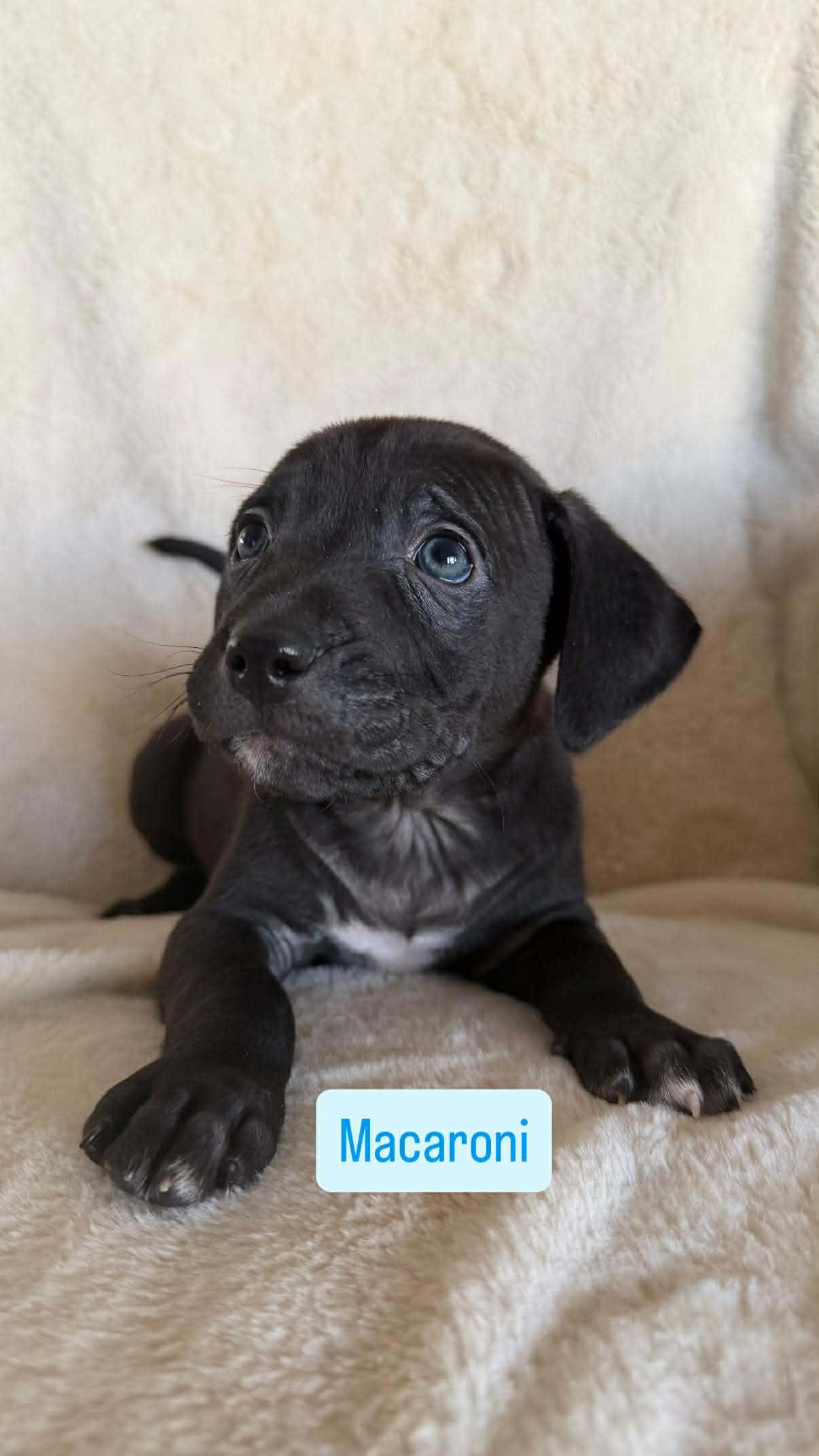 Macaroni, ADOPTABLE, Puppy Male Pit Bull Terrier.