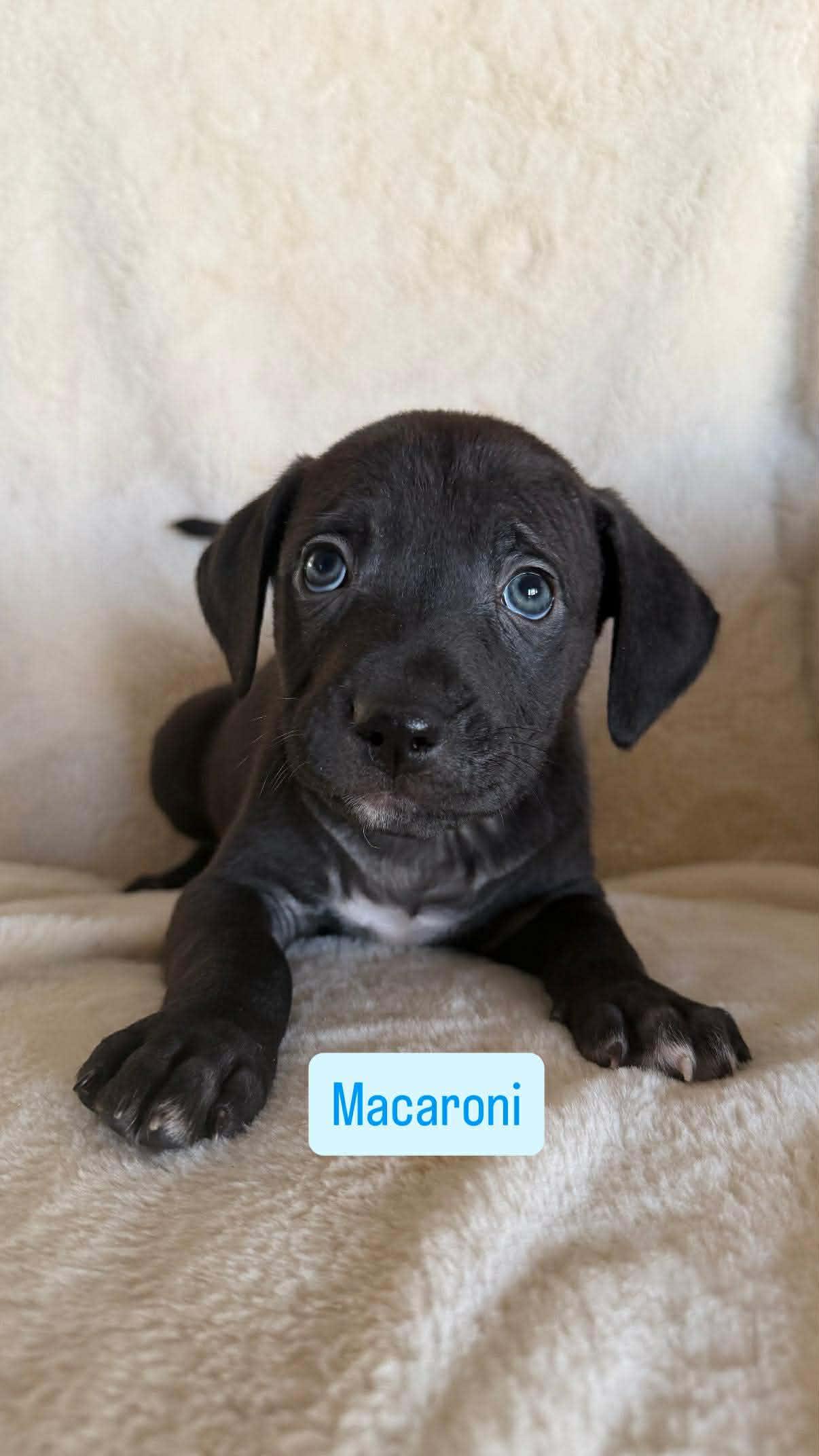 Macaroni, a ADOPTABLE Pit Bull Terrier in Wichita Falls, TX image 3/3