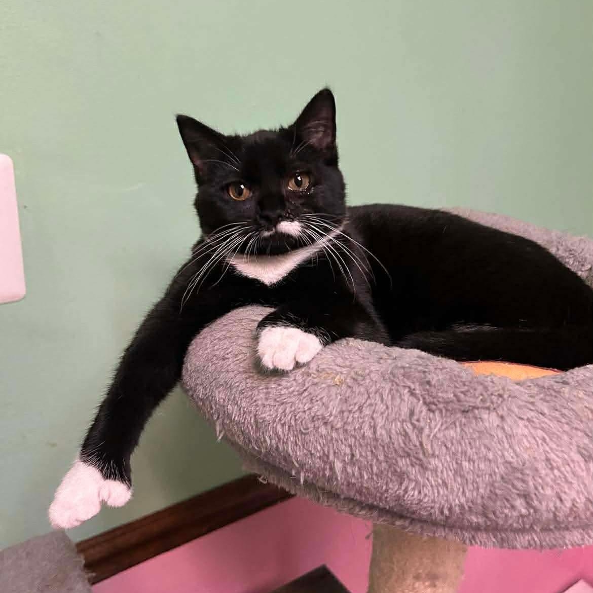 Emma (Polydactyl), adopted, Kitten Male Domestic Short Hair & Extra-Toes Cat / Hemingway Polydactyl.