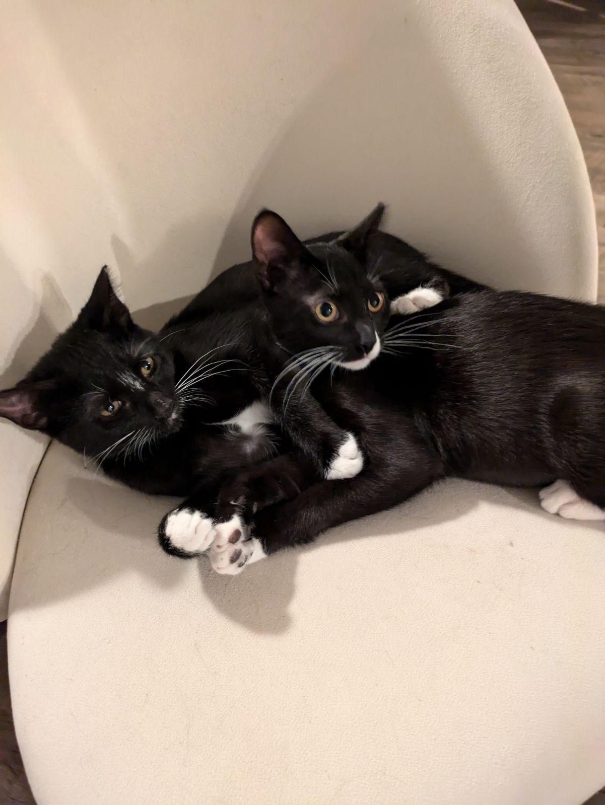 Mittens and Hook, an adoptable Domestic Short Hair in Ocean Springs, MS, 39564 | Photo Image 1