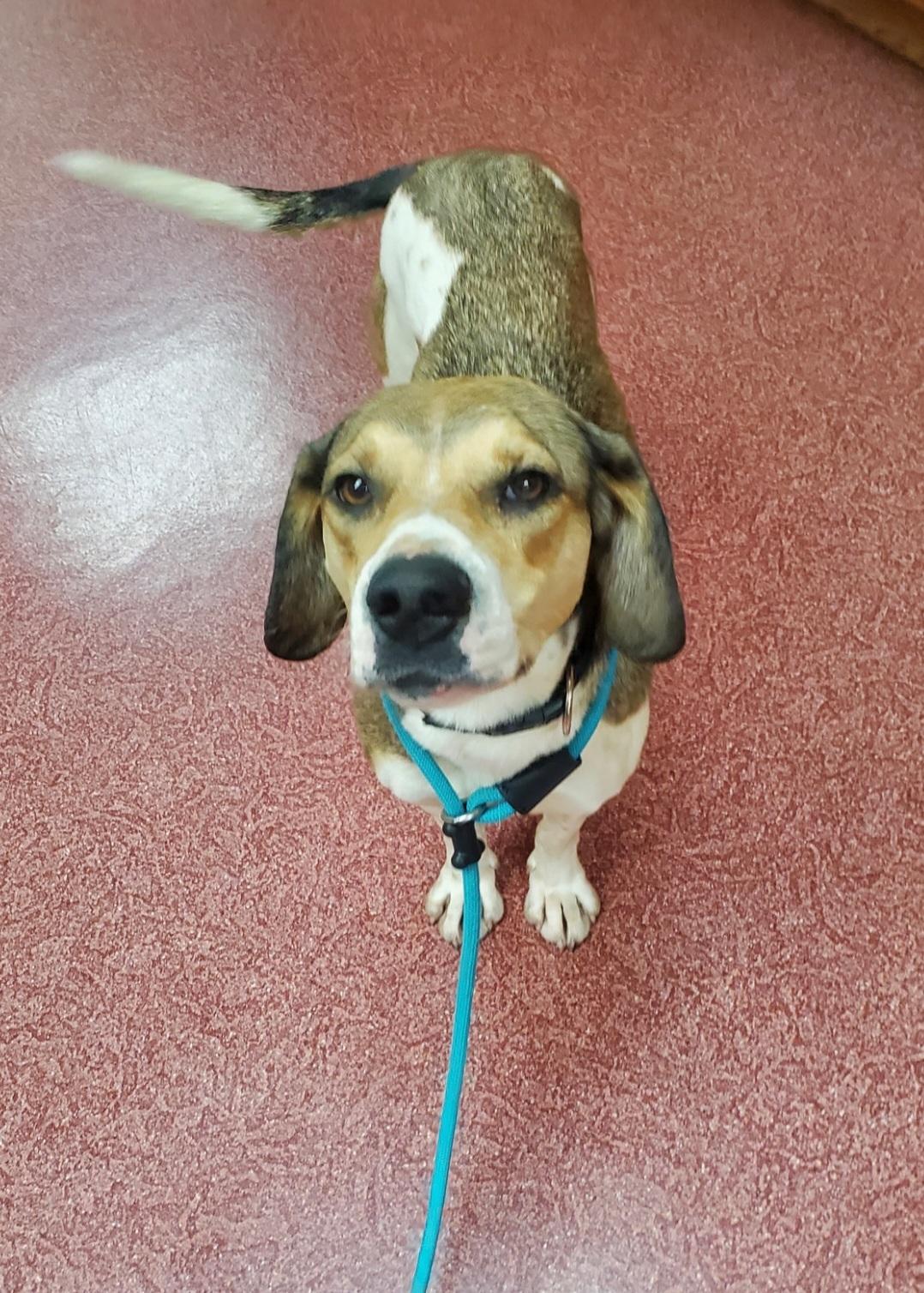 Lady Bird, Adopted, Adult Female Beagle.