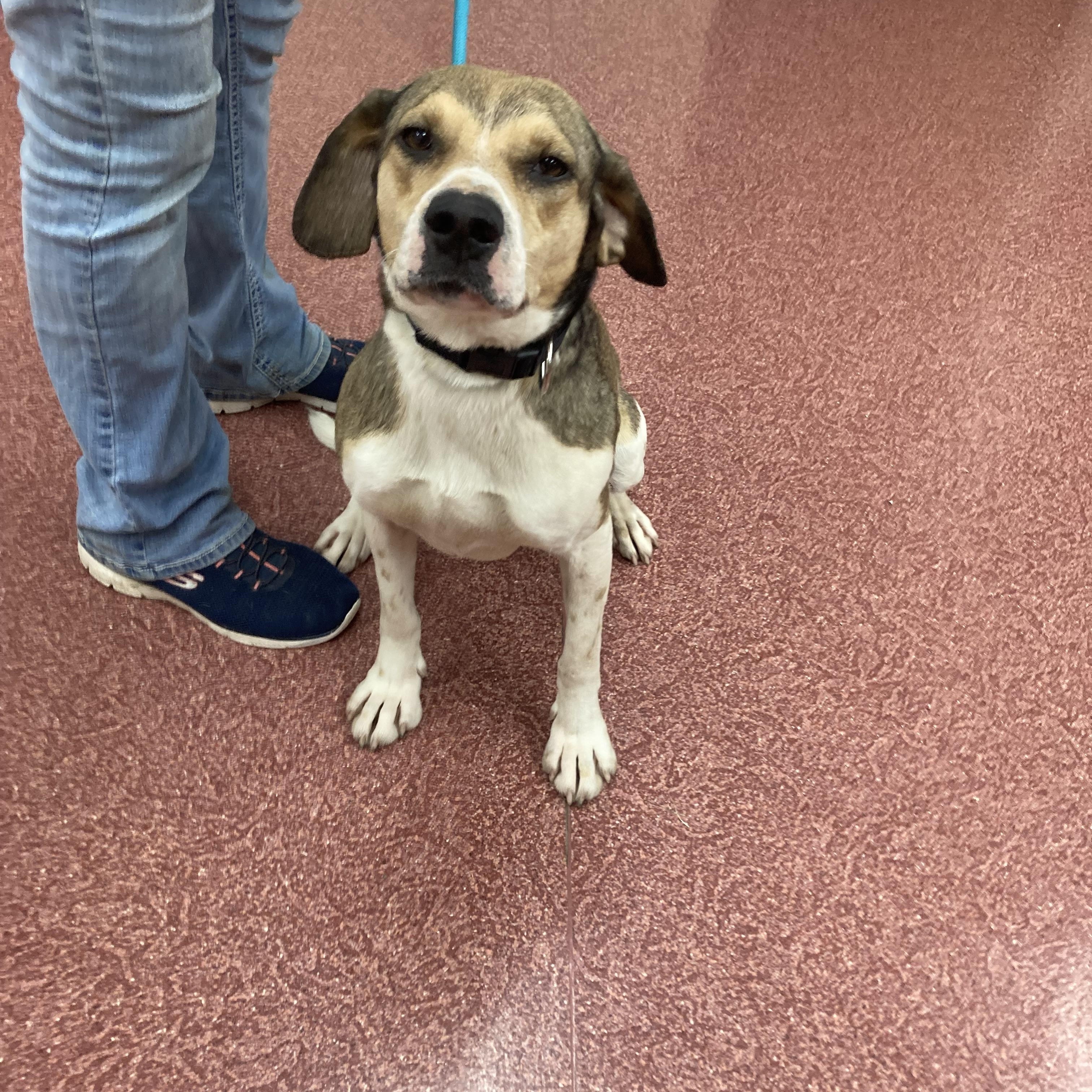 Enlarge Lady Bird, a Adopted mixed breed in Monticello, IL image 2/2