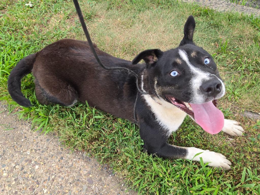 Beauty, ADOPTABLE, Puppy Female Husky.