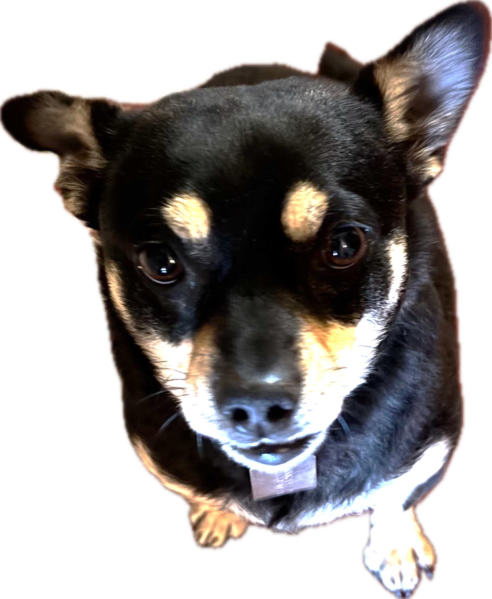 Barney2, an adoptable Mixed Breed in Phoenix, AZ image 1/3