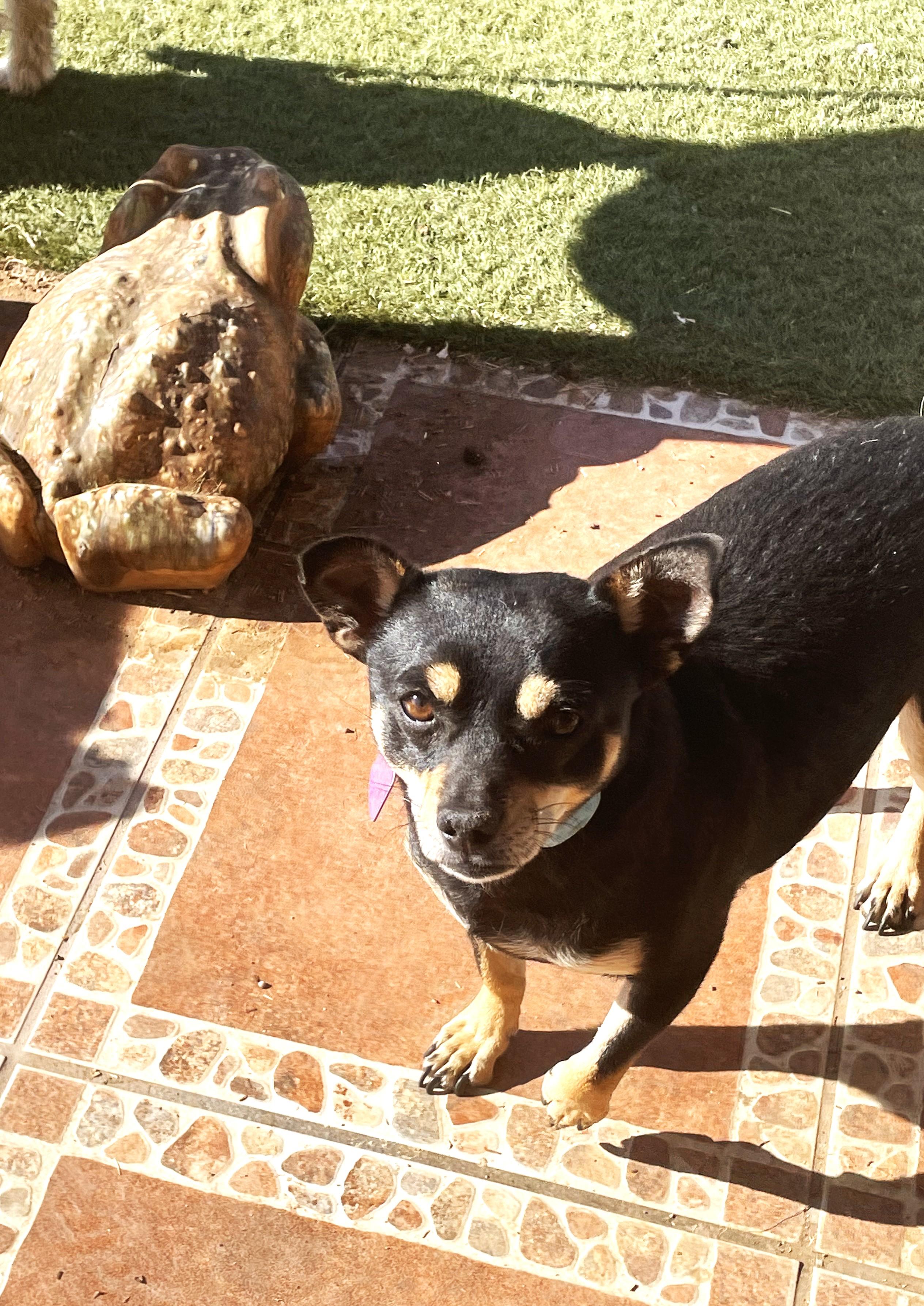 Barney2, an adoptable Mixed Breed in Phoenix, AZ image 2/3