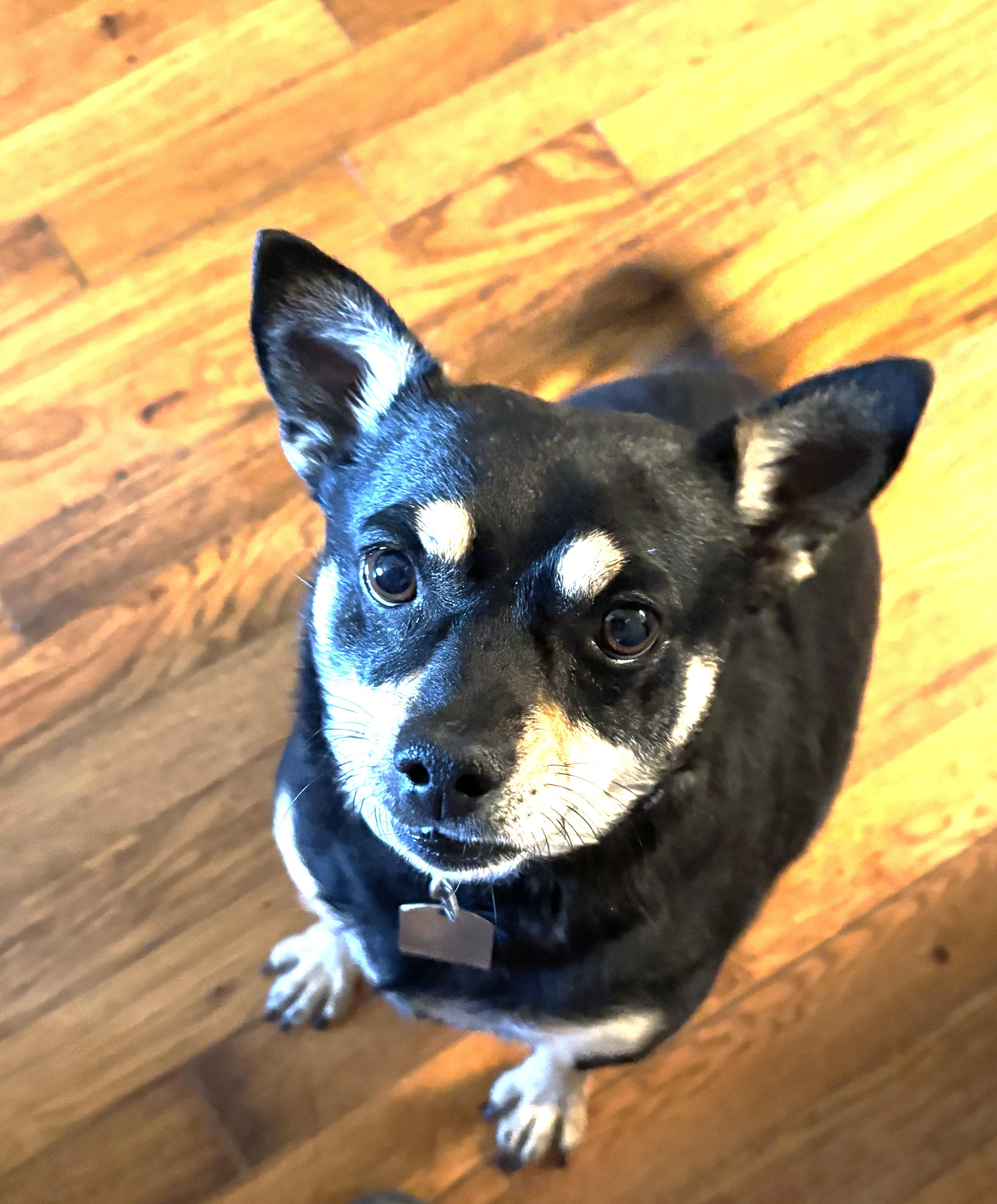 Barney2, an adoptable Mixed Breed in Phoenix, AZ image 3/3