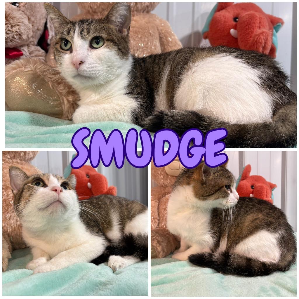 Smudge - Silo, Adoptable, Adult Female Domestic Short Hair.
