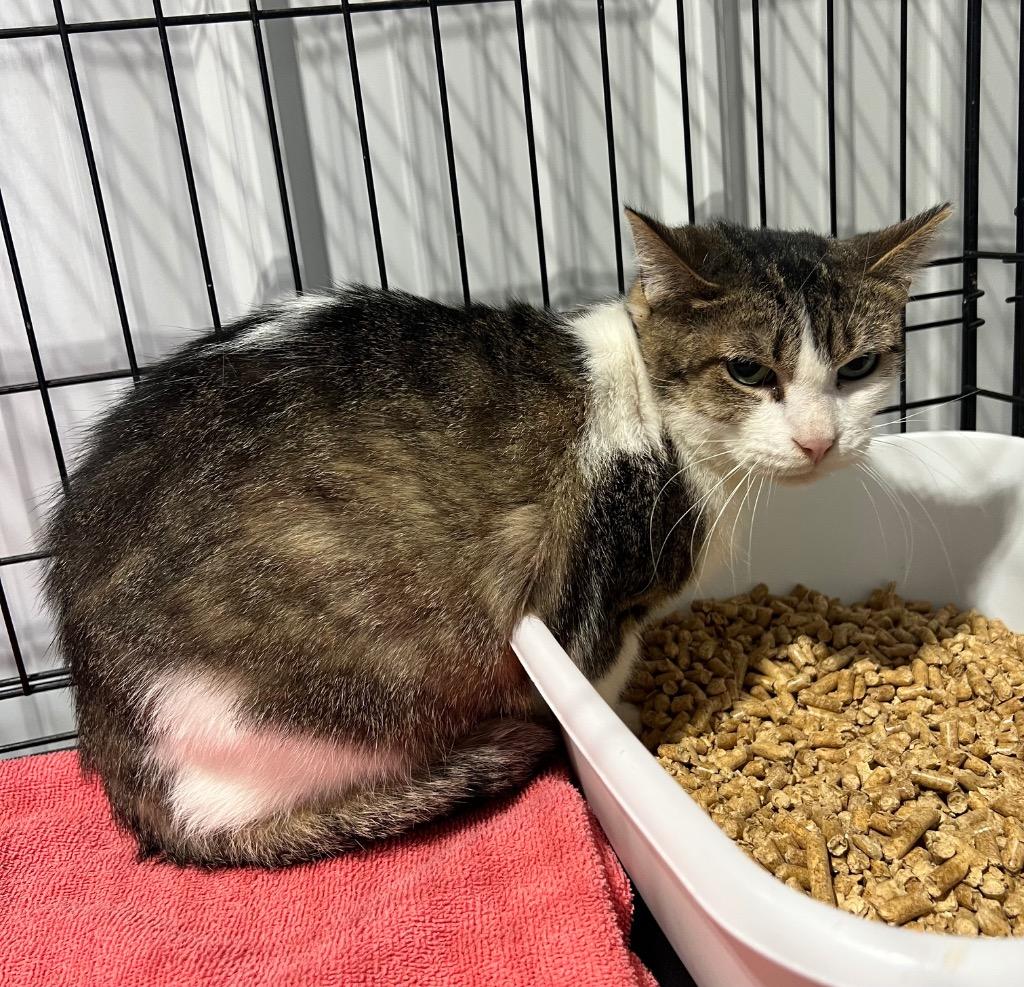 Enlarge Smudge - Fee Waived - Silo, a Adoptable mixed breed in Pierceton, IN image 2/6