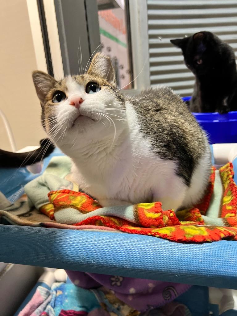 Enlarge Smudge - Fee Waived - Silo, a Adoptable mixed breed in Pierceton, IN image 3/6