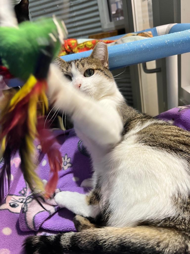 Enlarge Smudge - Fee Waived - Silo, a Adoptable mixed breed in Pierceton, IN image 4/6