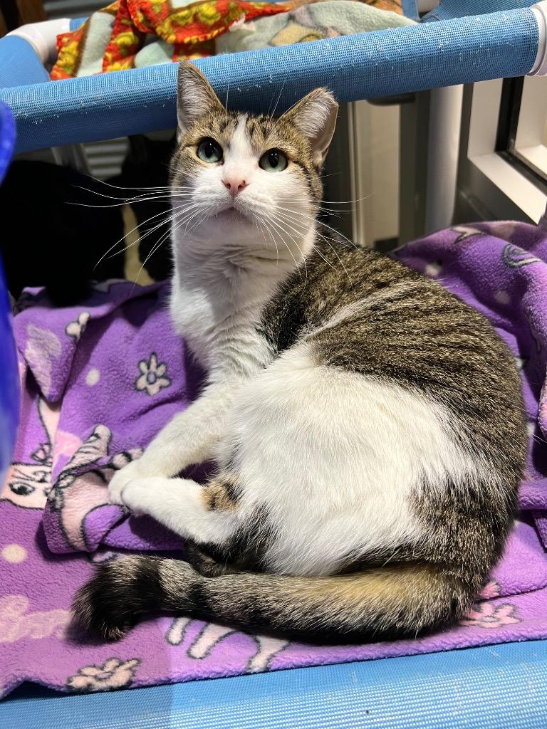 Enlarge Smudge - Fee Waived - Silo, a Adoptable mixed breed in Pierceton, IN image 5/6